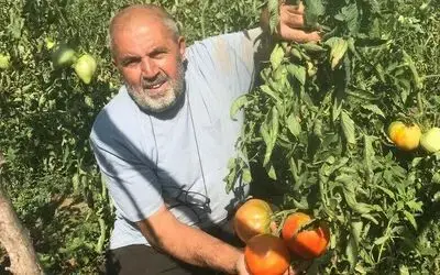 Unutulmaya yüz tutmuş ata tohumlarından domates üretiyor
