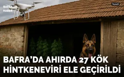 Bafra’da Ahırda 27 Kök Hintkeneviri Ele Geçirildi