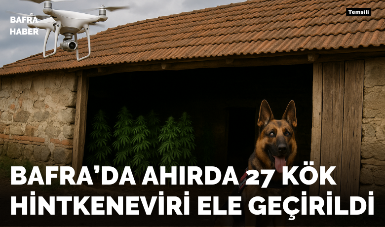 Bafra’da Ahırda 27 Kök Hintkeneviri Ele Geçirildi