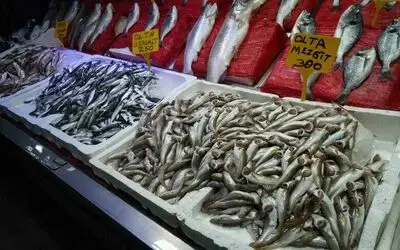 Sezonun ilk balıkları tezgahlarda
