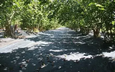 Fındık hasadında file ile yevmiye masrafı azaldı
