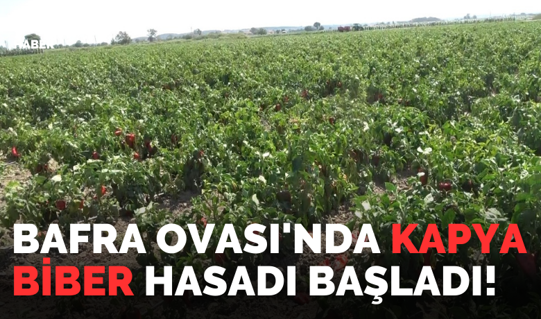 Bafra Ovası’nda kapya biber hasadı