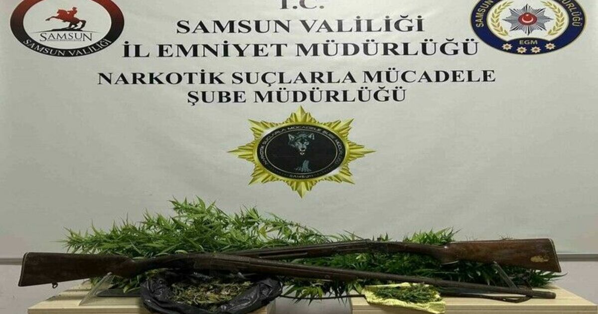 Bafra’da 33 kök Hint keneviri ele geçirildi