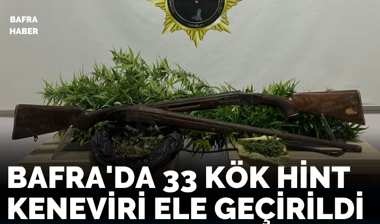 Bafra’da 33 kök Hint keneviri ele geçirildi