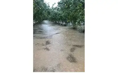 Samsun’da sağanak: Fındık bahçeleri göle döndü
