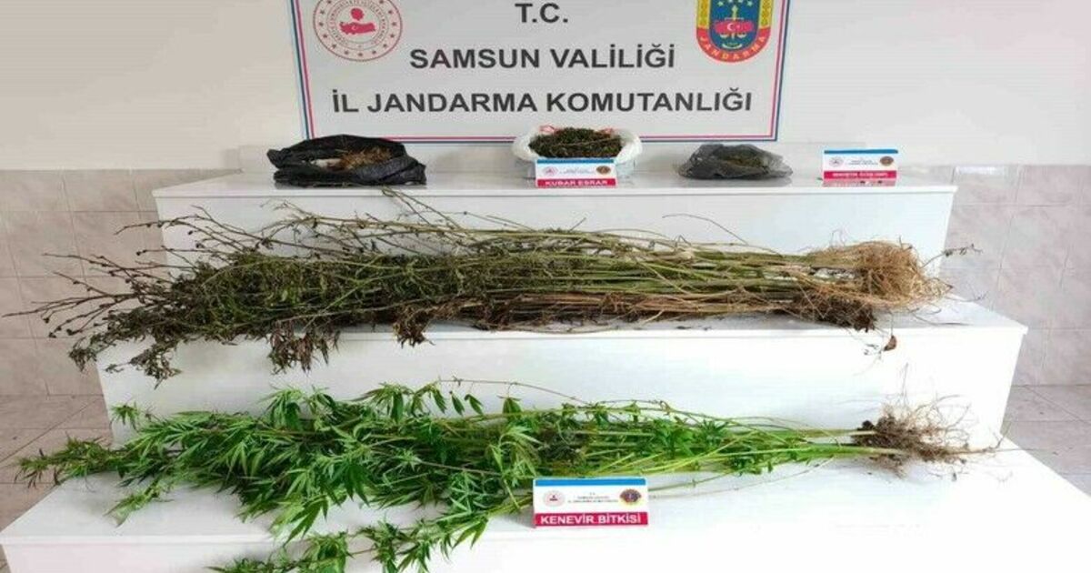 Bafra jandarma 2 kilo 355 gram esrar ele geçirdi