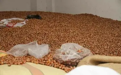 Fındık fiyatları yükselişe geçti: 50 randıman 300 TL
