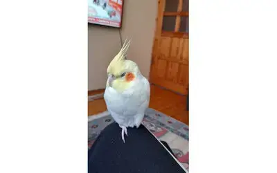 Kaçan sultan papağanı Paşa’yı bulana ödül verilecek
