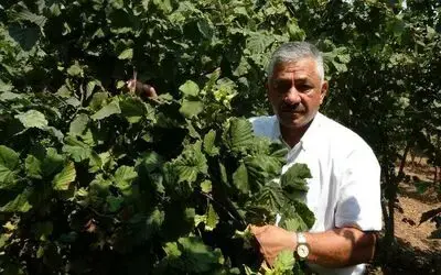 Fındık fiyatlarında son durum

