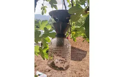 Çarşamba’da kahverengi kokarca mücadelesi sürüyor

