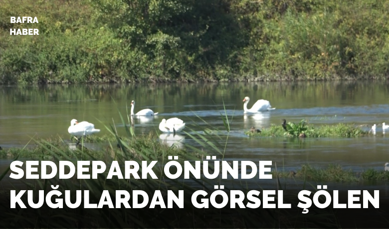 Kızılırmak’ta kuğuların dansıgörsel şölen oluşturdu