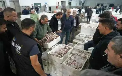 Balık mezadında hareketlilik: Kasalar dolusu balıklar kapışıldı
