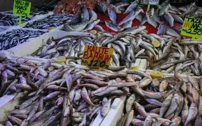 Samsun’da hamsi bolluğu fiyatları düşürdü: "Fakirin eti" oldu
