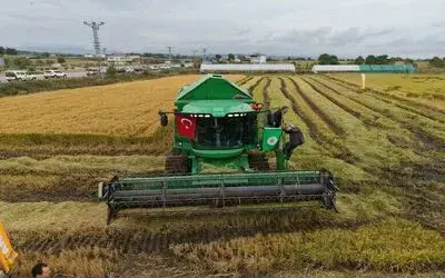 Bafra Ovası’nda çeltik hasadı başladı