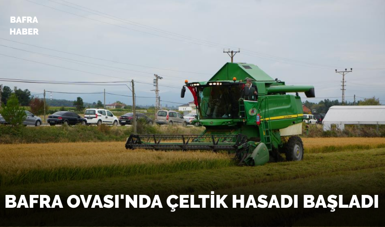 Bafra Ovası’nda çeltik hasadı başladı