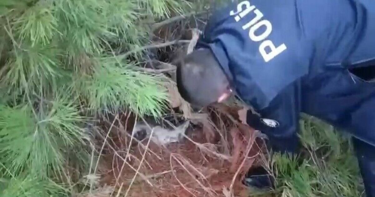 Polis kaçak avcılık tuzağı ele geçirdi
