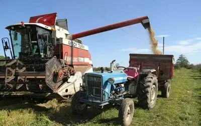 Çarşamba Ovası’nda çeltik hasadı
