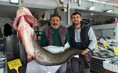 Altınkaya Barajı’nda 85 kiloluk dev yayın balığı yakalandı
