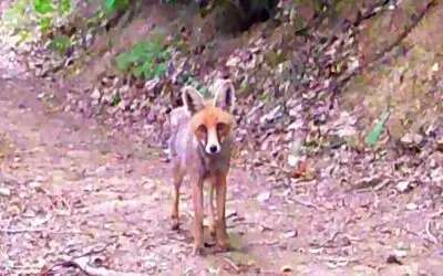Samsunlu iki doğa tutkunu fotokapanla yaban hayatı kayıt altına alıyor
