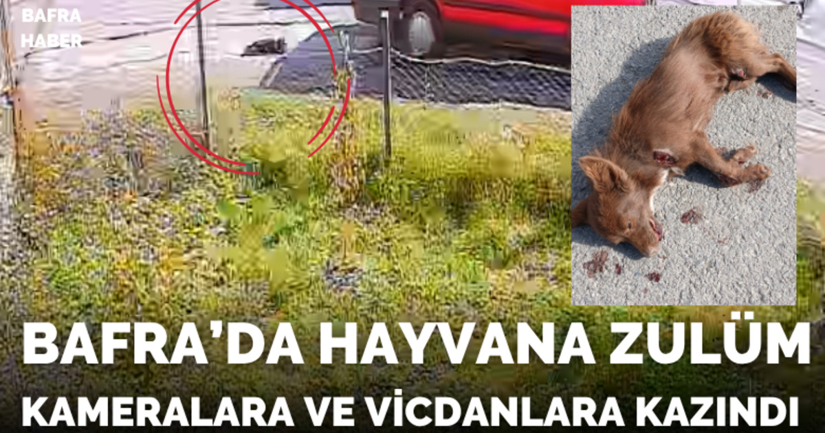 Bafra’da Hayvana Zulüm Kameralara Ve Vicdanlara Kazındı