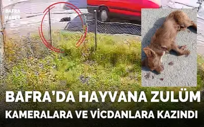 Bafra’da Hayvana Zulüm Kameralara Ve Vicdanlara Kazındı