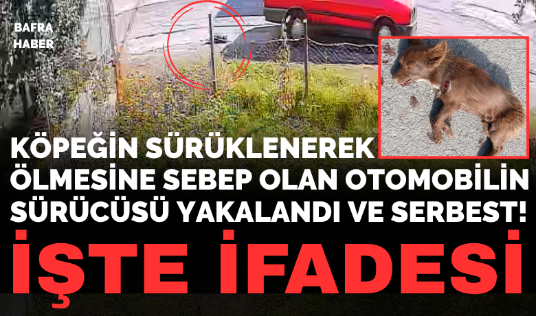 Köpeğin Sürüklenerek Ölmesine Sebep Olan Otomobilin Sürücüsü Yakalandı Ve Serbest