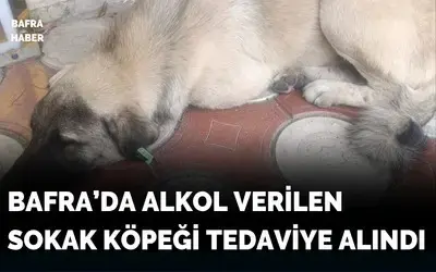 Alkol Verilen Sokak Köpeği Tedaviye Alındı