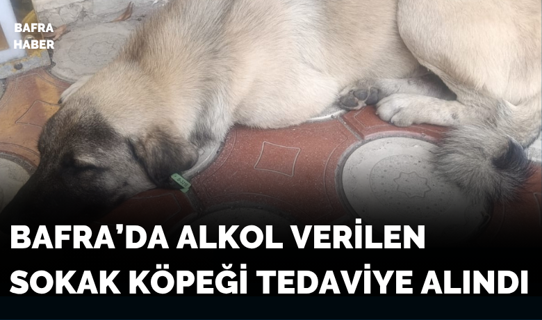 Alkol Verilen Sokak Köpeği Tedaviye Alındı