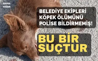 Belediye Görevlilerinin Köpek Ölümünü Bildirmemesi Suçtur