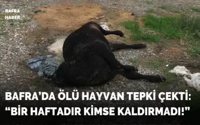 Bafra’da Ölü Hayvan Tepki Çekti: “bir Haftadır Kimse Kaldırmadı!”