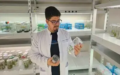 Yüksek antioksidan kapasiteye sahip yeni domates geliştirilecek
