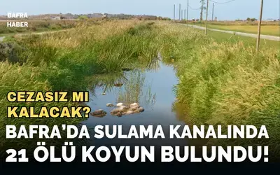 Bafra’da Sulama Kanalında 21 Ölü Koyun Bulundu!