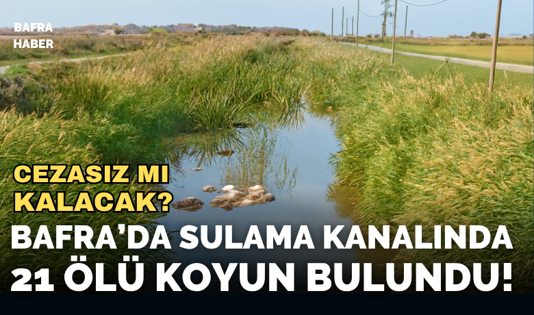 Bafra’da Sulama Kanalında 21 Ölü Koyun Bulundu!