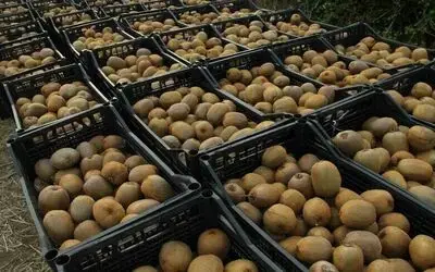 Samsun’da ‘2025 Yılı Kivi Hasat Etkinliği’
