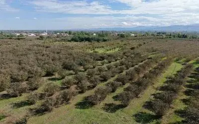 Verimli topraklar ağaçlarla kaplanıyor: Çarşamba Ovası tarımdan uzaklaşıyor
