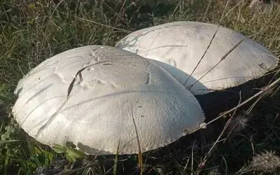 Doğada büyüyen dev mantarlar şaşkına çevirdi
