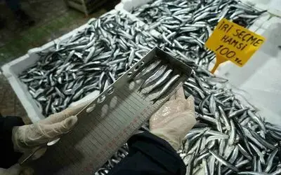 Balık tezgahlarına yakın markaj: 109 kişi ve işletmeye 2,5 milyon TL ceza
