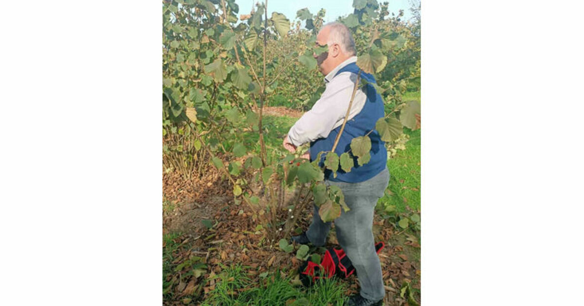 Bahçelerde toprak analizi ve zararlı tespiti
