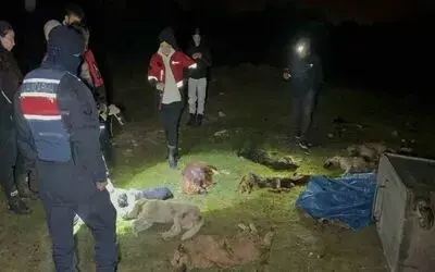 Samsun’da çöp konteynerinde 9 telef olmuş köpek bulundu
