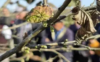 Doğru budama ile 500 metrekareden alınan fındık, 10 dönümlük bahçeden alınan fındığı solluyor
