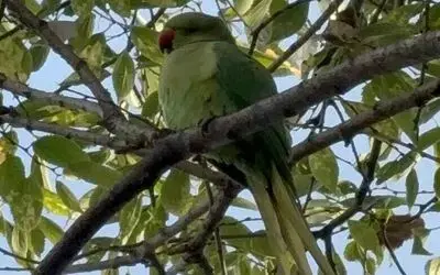 Pakistan papağanları adliye bahçesini mesken tuttu

