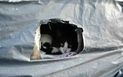 Samsun sahilinde kediler için sıcak yuva
