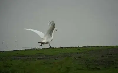 Samsun’da yaban hayatına merhamet eli
