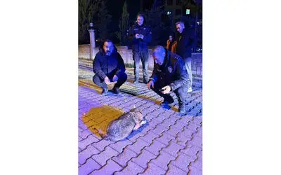 Samsun’da şehre inen çakala polis ekiplerinden şefkat eli
