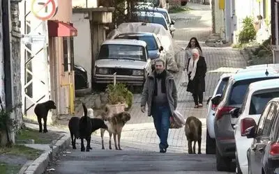 Sürü halindeki başıboş köpekler ekipleri görünce kaçtı
