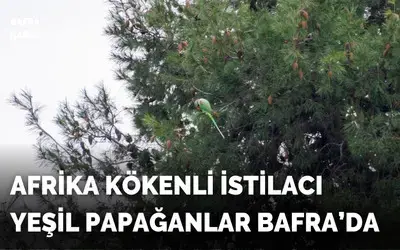 Yeşil Papağanlar Bafra'da Parkta Görüldü
