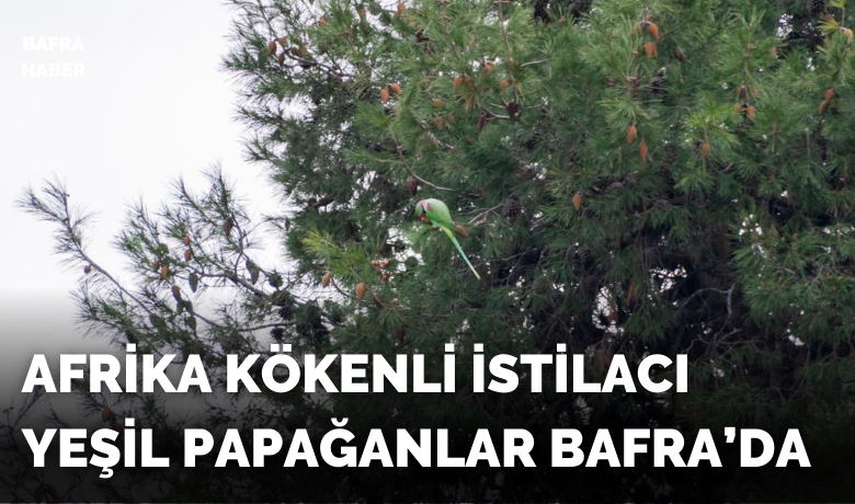 Yeşil Papağanlar Bafra'da Parkta Görüldü