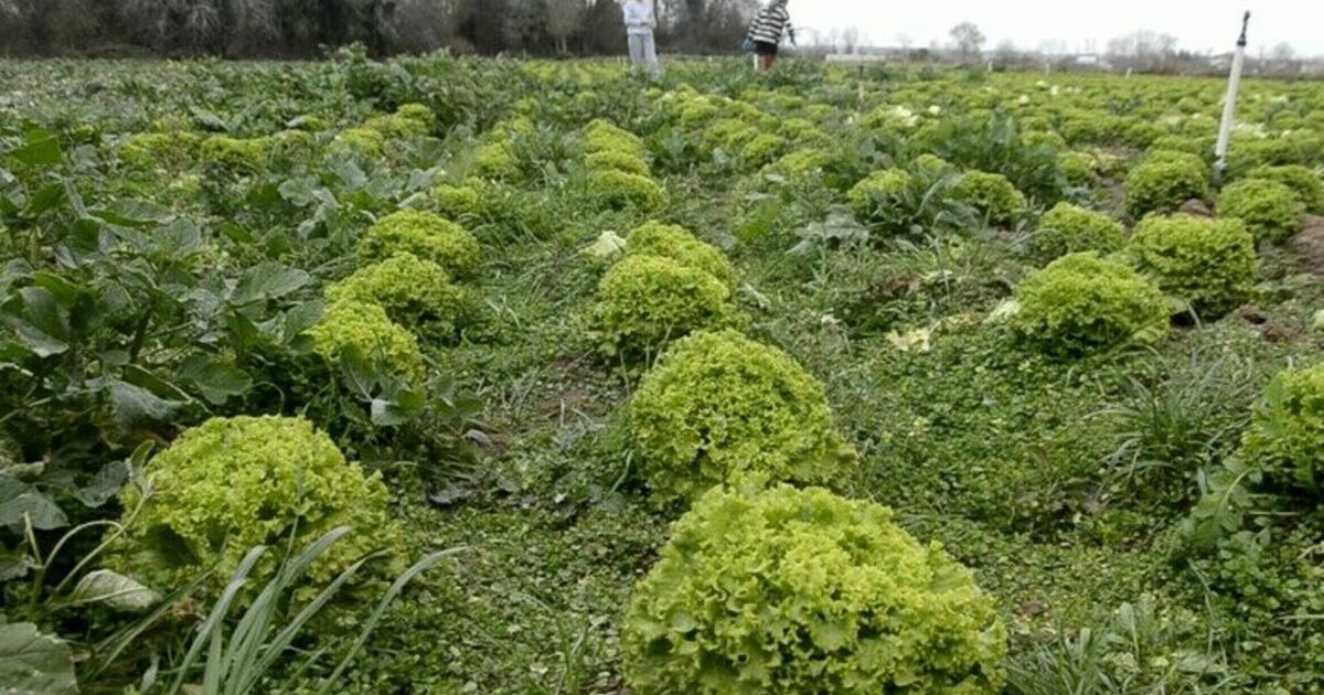 Bafra Ovası’nda 570 dekar alanda marul üretimi