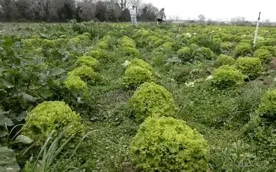 Bafra Ovası’nda 570 dekar alanda marul üretimi