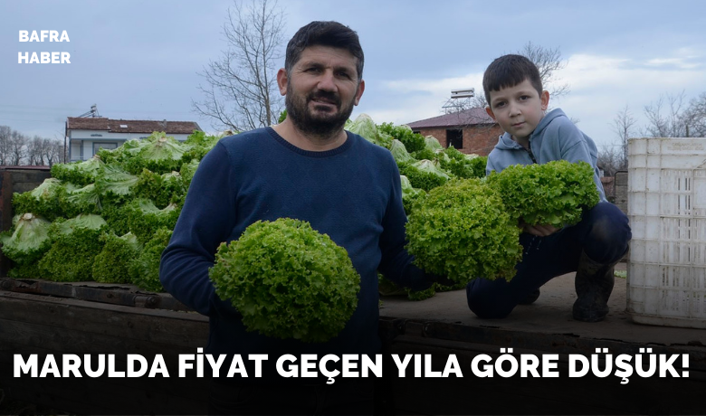 Bafra Ovası’nda 570 dekar alanda marul üretimi